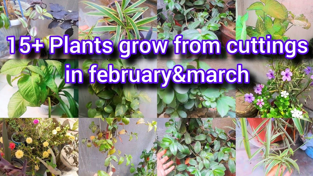 Plants grow from cuttings 🪴🌱
