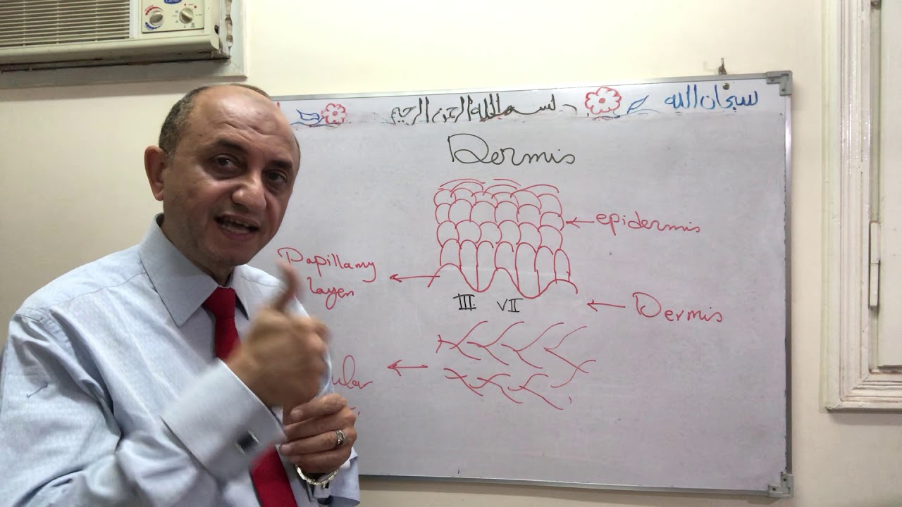 Skin- Dermis