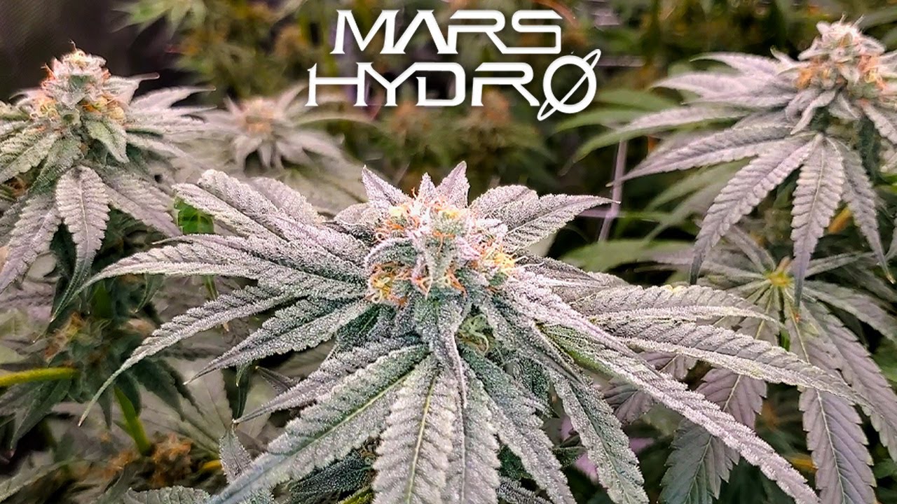 Square1 Genetics G-Rolls Weeks 4-6 of Flower - The Mars Grow: S4 EP6 | Mars Hydro FC Tent Kit