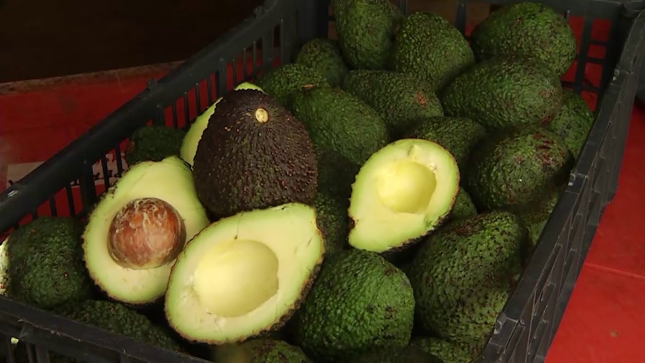Hechos del Agro - El abuelito productor de aguacate orgánico