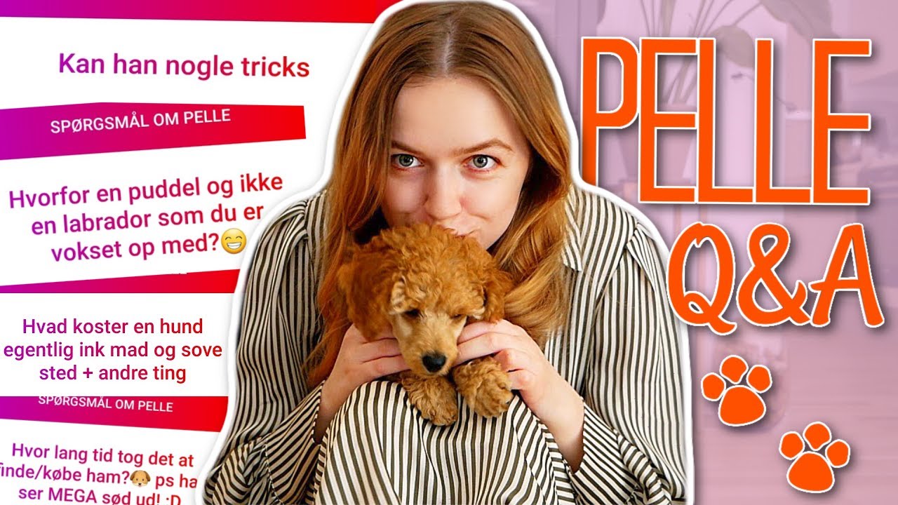 ALT OM MIN HUNDEHVALP ❤️ Q&A med Pelle // LouLiving