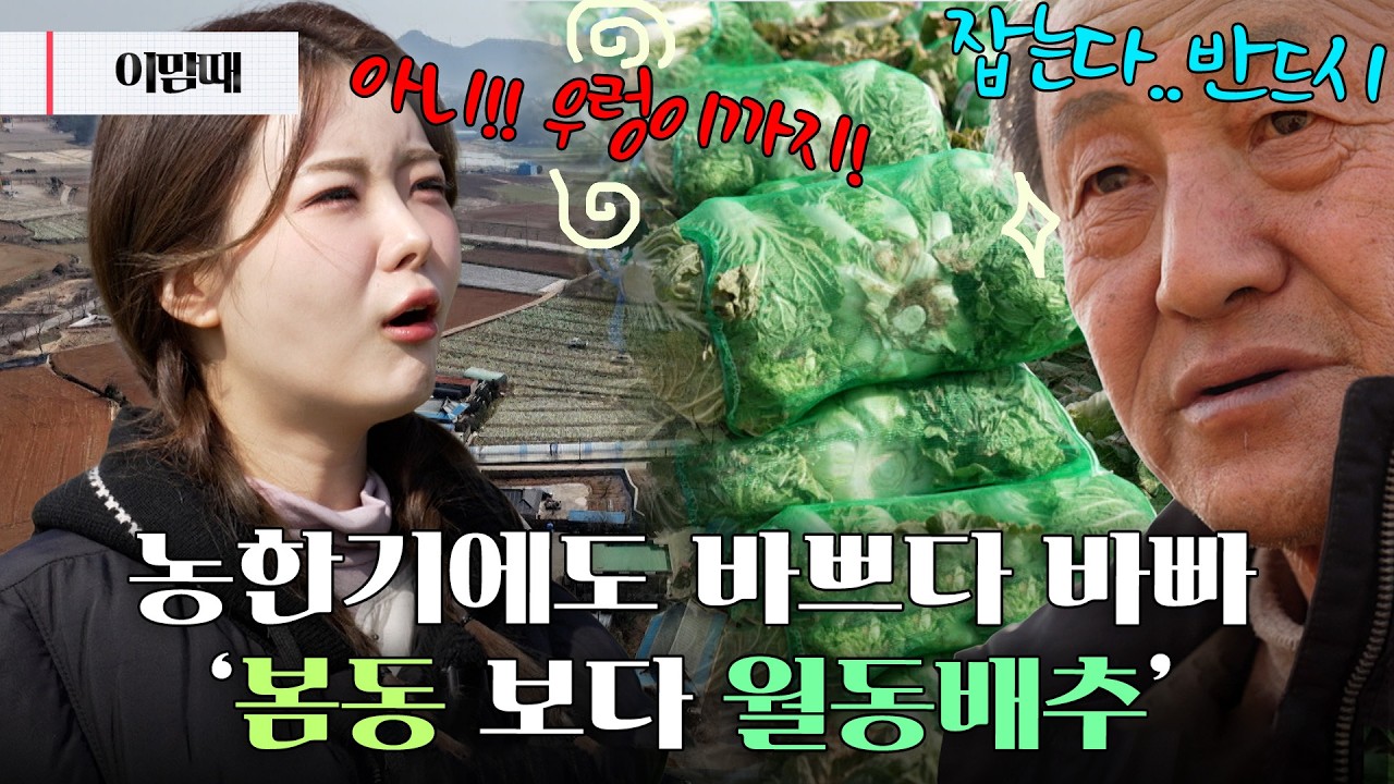 🌨겨울의 끝자락에서! 봄동말고 이번엔 월동배추🥬다! | 이맘때 260227