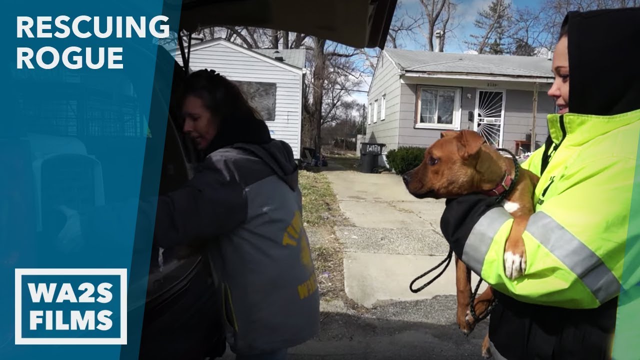 2 Girls Cry When They Surrender Their Dog named Sky - Howl & Hope For DoDo Dogs