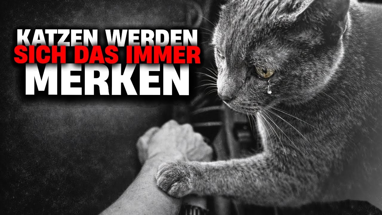 8 Dinge, an die sich Ihre Katze IMMER erinnert (Die meisten Besitzer übersehen Nr. 3)
