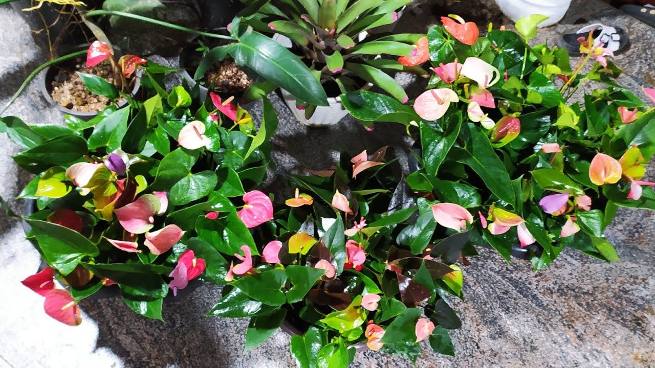 ඔන්න පිස්සු හැදෙන ලස්සන මල් පිරැණු ප්ලාන්ට් බින් 3ක් ගෙනවා ඔයා කැමති විදිහට තෝරලා ගන්න .0752878676
