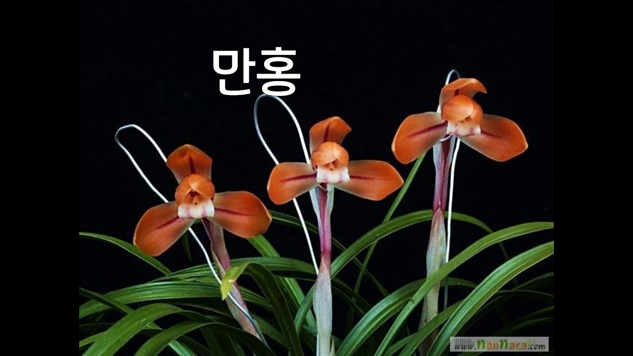 03/15(일) 2차판매 / 중투, 호피반, 서반산반, 만홍, 중압중투, 홍화, 선경 등 10종👍👍