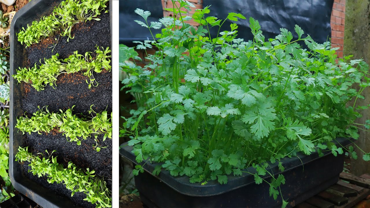 Grow fast growing coriander at home from seeds
