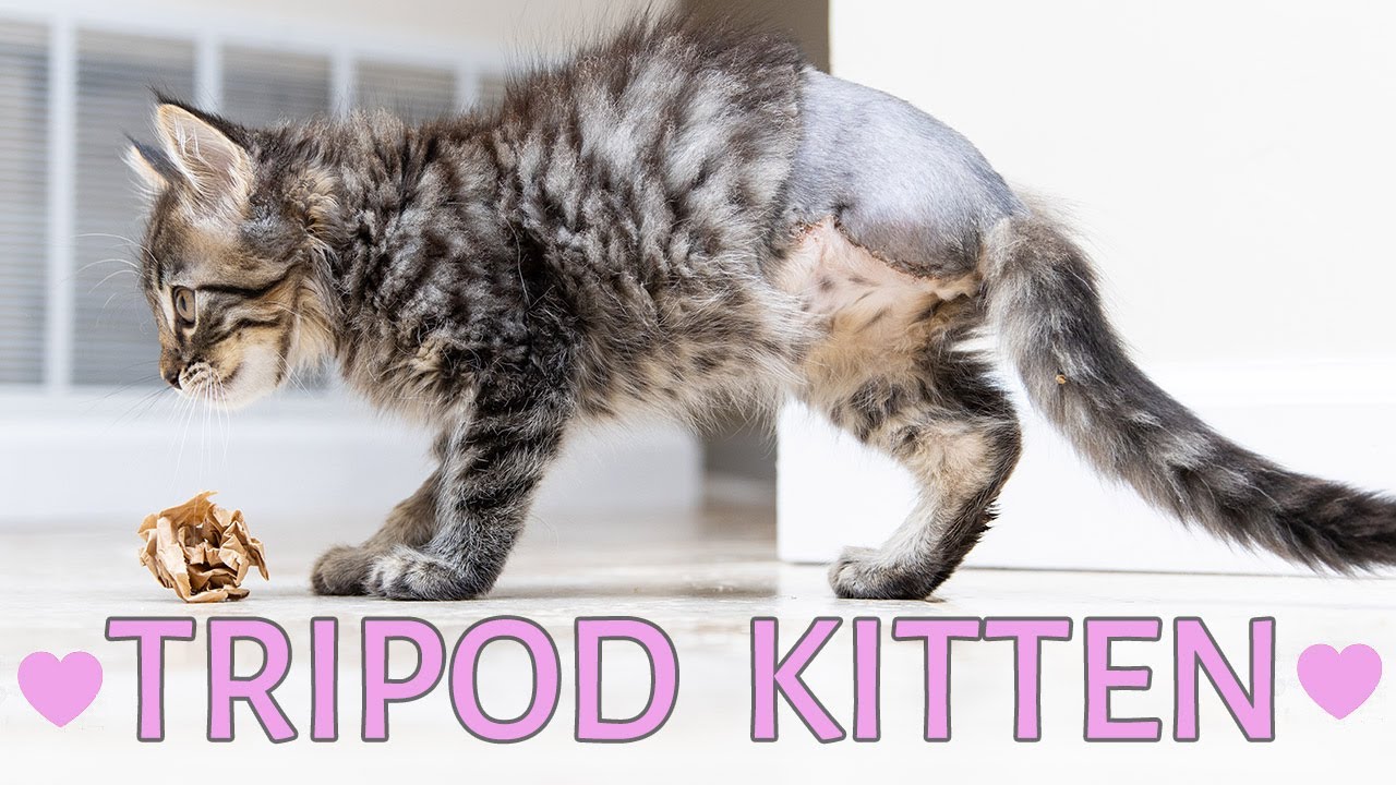 Helping a 3-Legged Kitten After Amputation Surgery