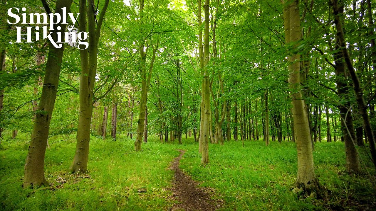 Relaxing Woodland Walk: Oxey Woods, UK | Pure Birdsong Ambience for Calm & Focus