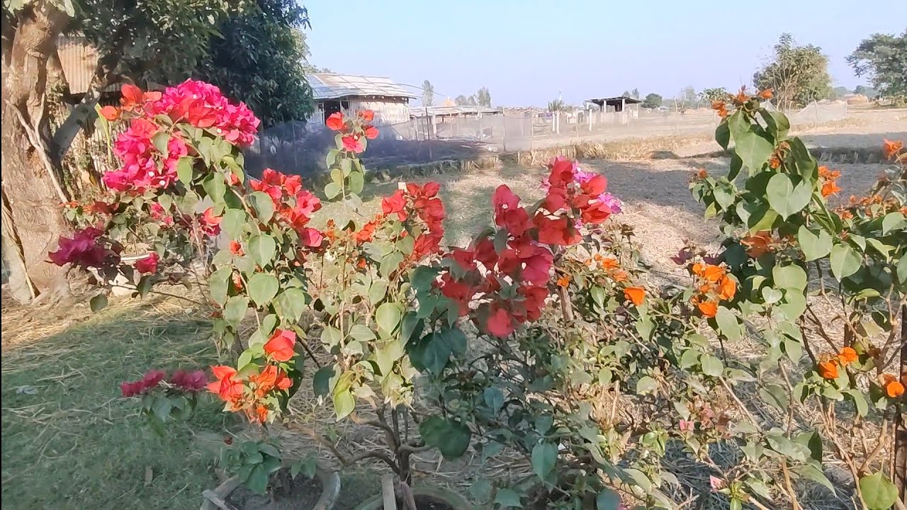 मेरो यो बर्ष को बगनबेली कलेक्सन 🌺🌺❤️