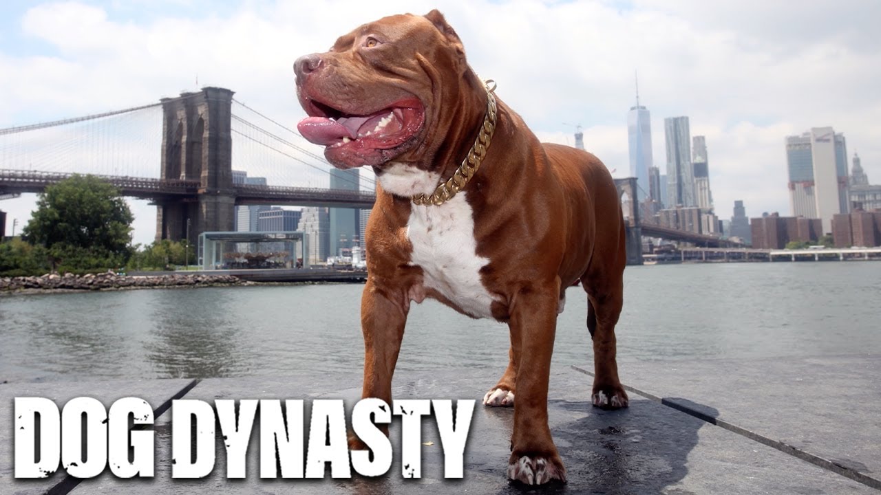 Hulk's Greatest Moments | DOG DYNASTY