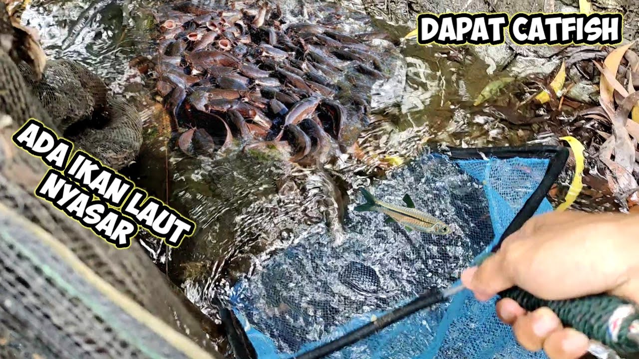 ikan cat fish berkumpul disini saat air mulai surut