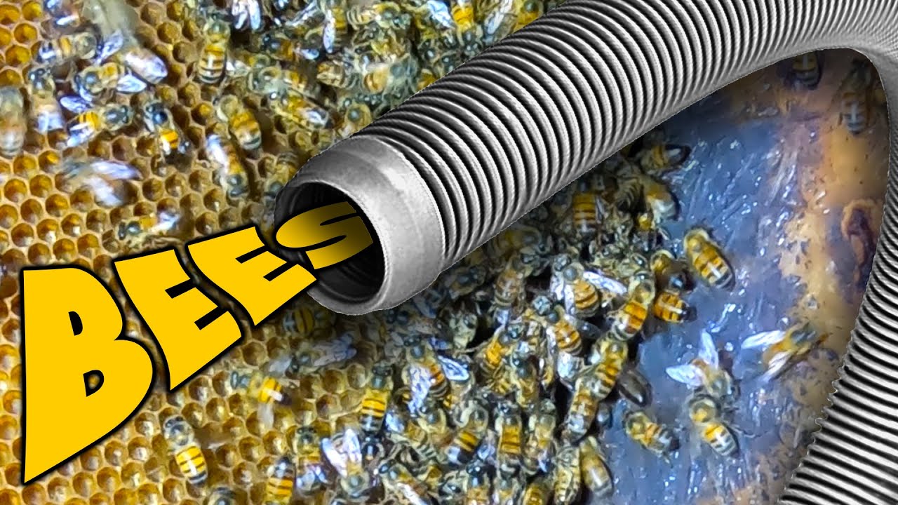 Remove bees With Bee Vac From A Pool Pump Cover