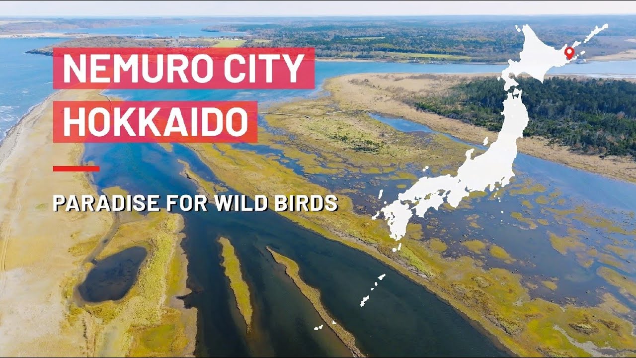 Paradise for birds