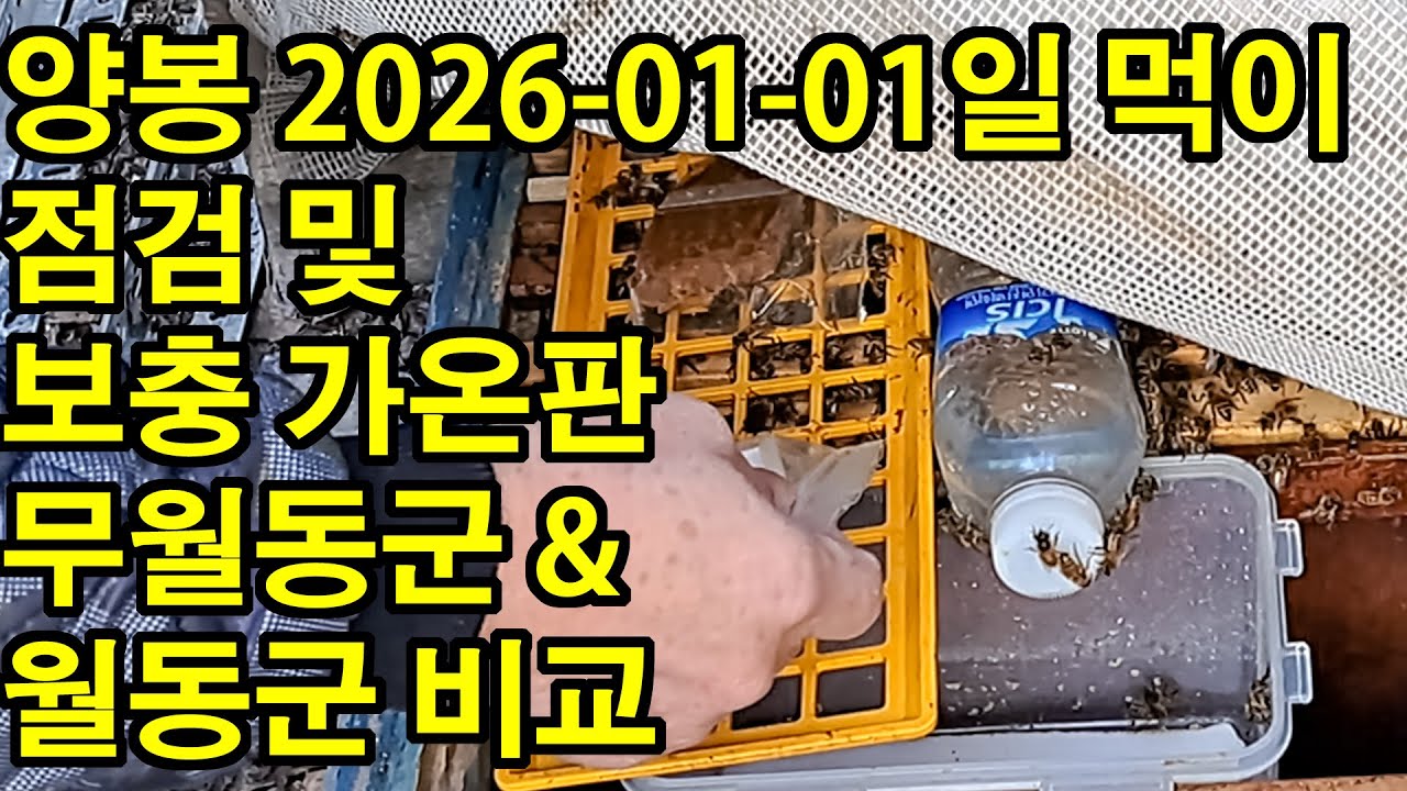 양봉 2026 01 01일 먹이점검 및 보충 가온판 무월동군 & 월동군 비교