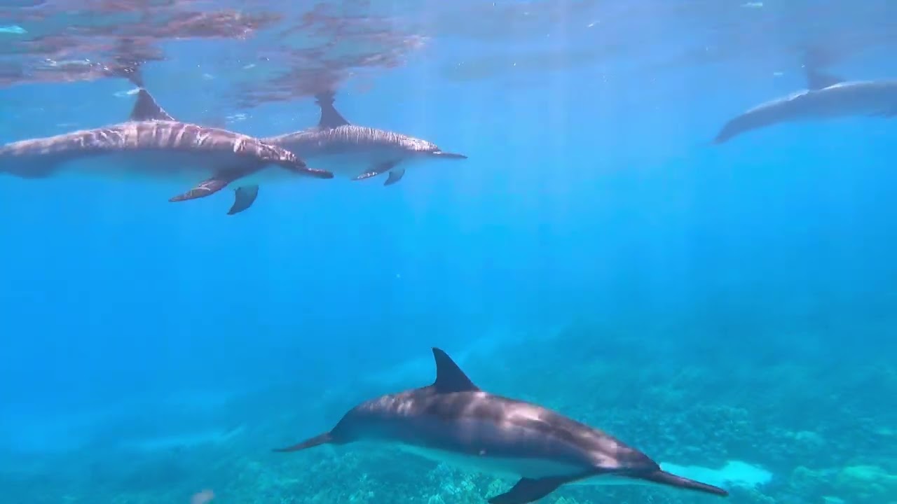 Sail away with Hawaii Sail Charters!