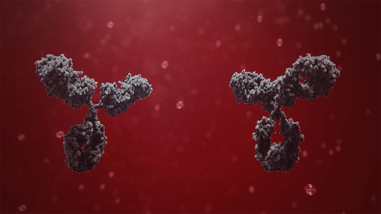 Rabbit Polyclonal Antibody Technology