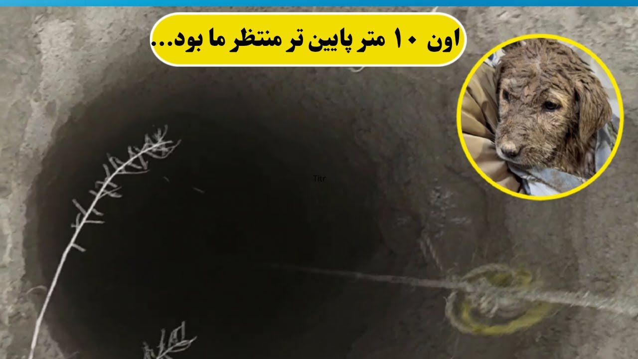 فقط سرش روی آب بود!نجات یک توله سگ از عمق چاه ۱۰ متری