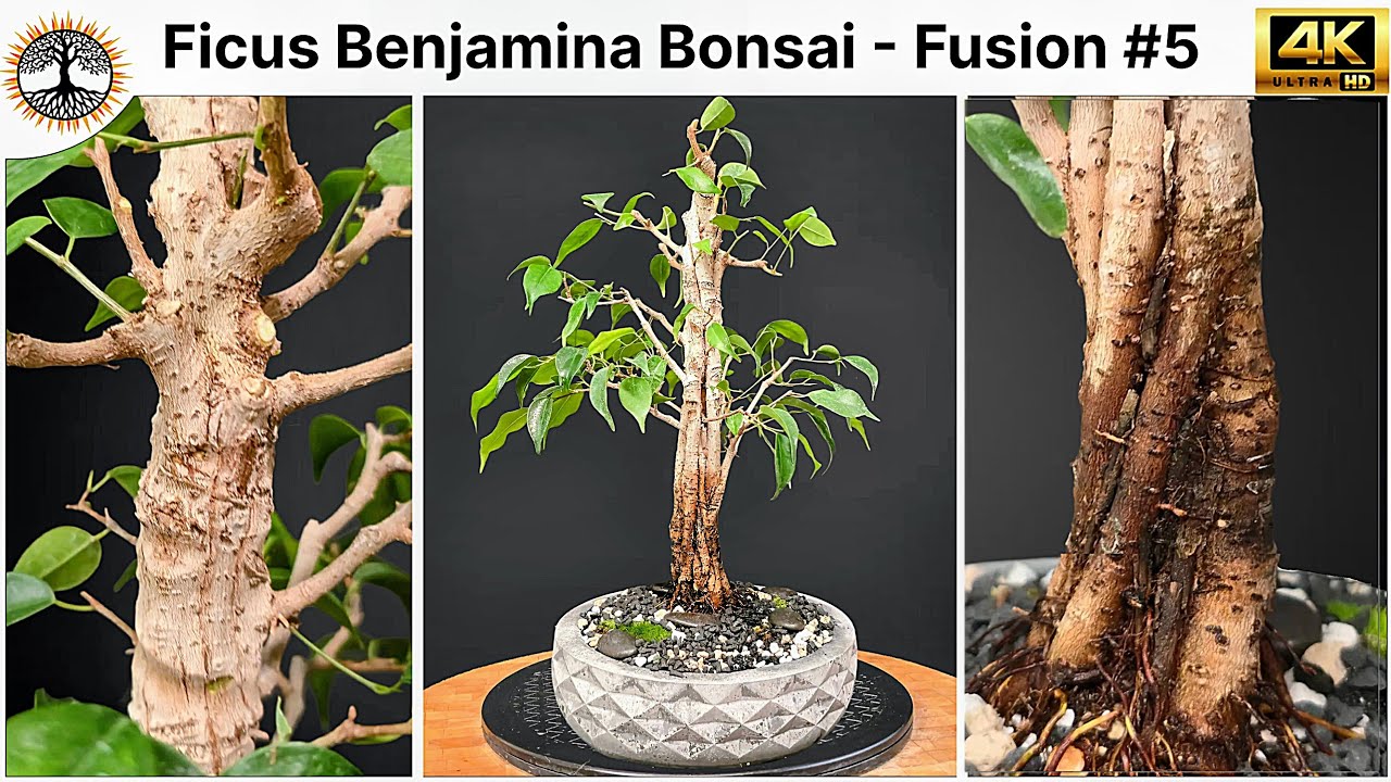 Ficus Benjamina Bonsai - Fusion #5