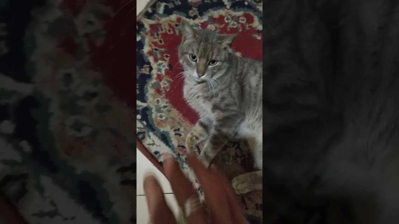 lovely pet 