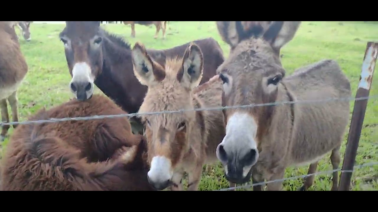 Up close with donkeys