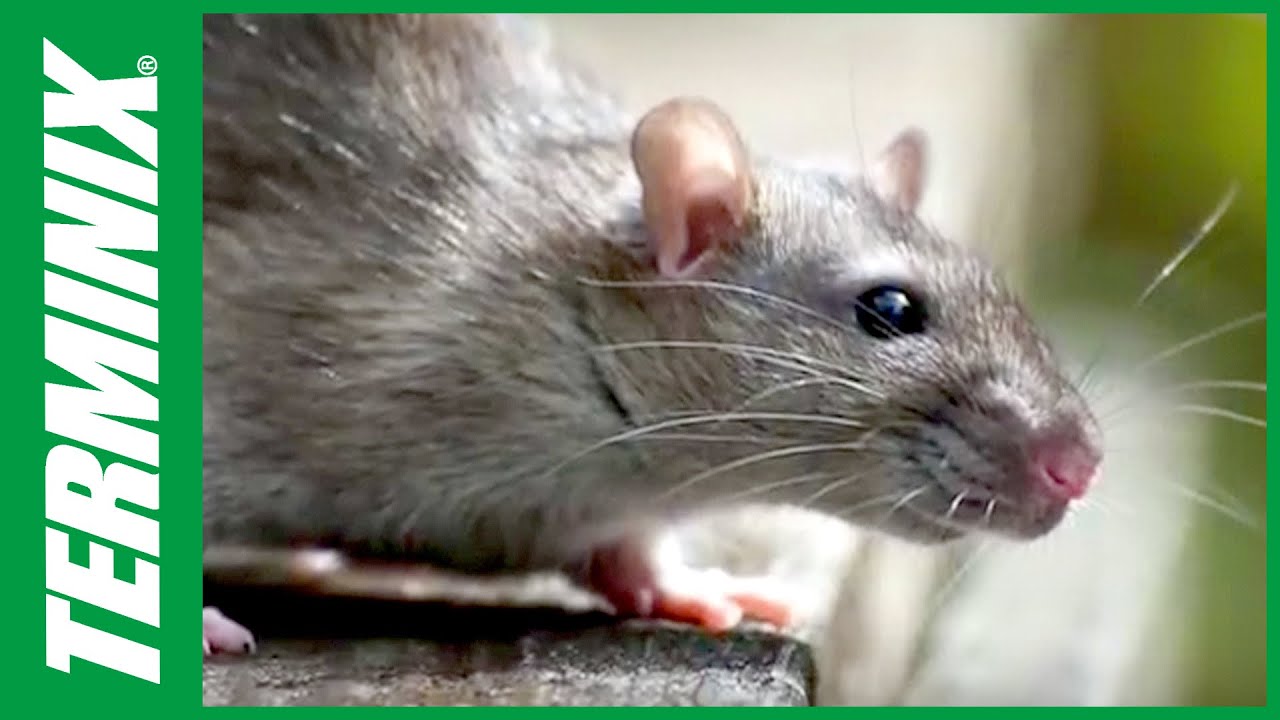 Rat Control: Essential Tips for Businesses