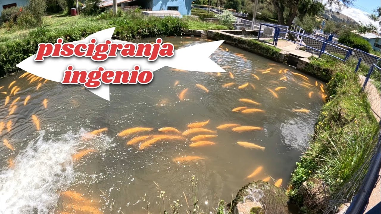 Huancayo criadero  de truchas  el Ingenio 