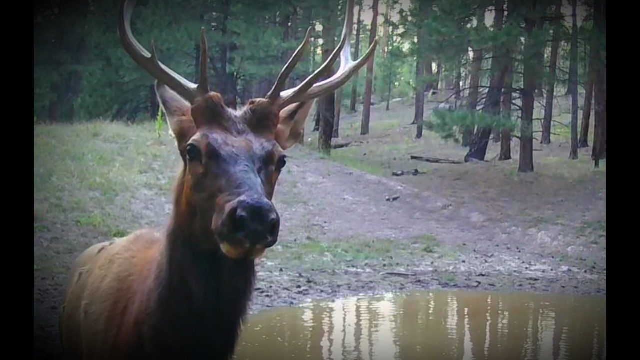 Ghosts of the Timber Ep. 2 | Elk and Deer Caught on the Trail