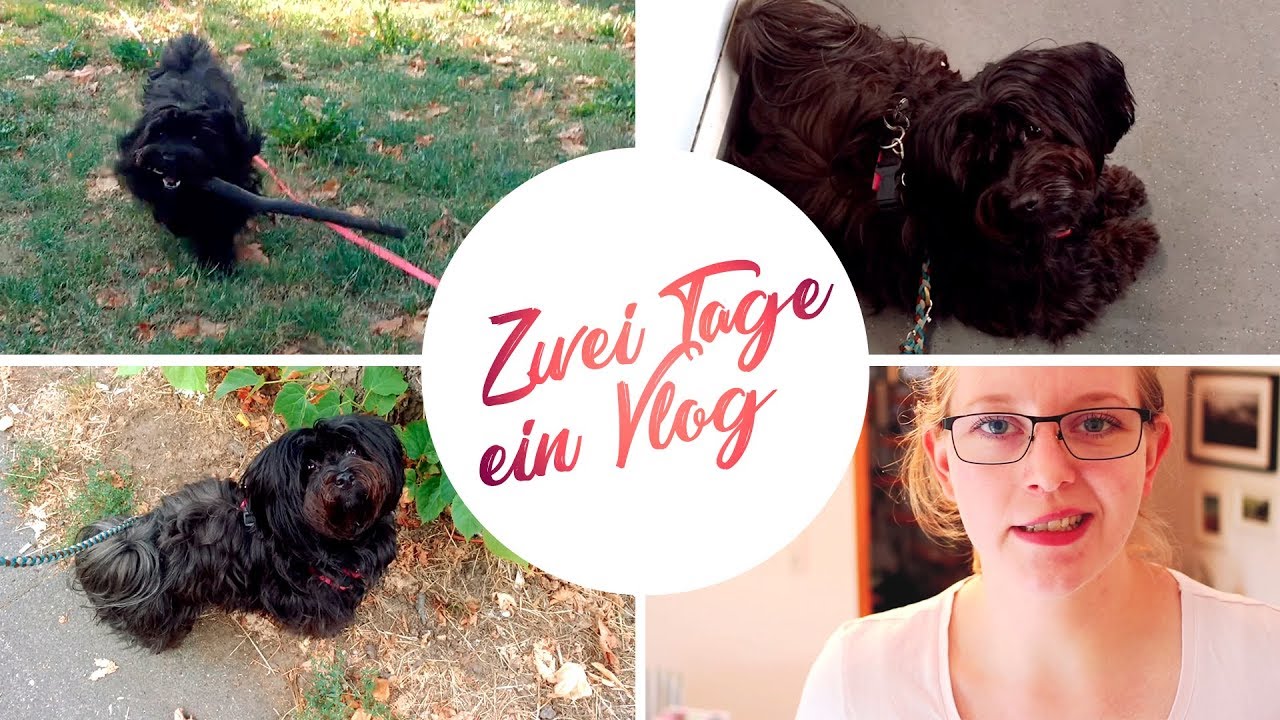 Hundealltag Vlog | Update, Regenjacke, verr&uuml;ckter Hund - Zwei Tage, ein Vlog