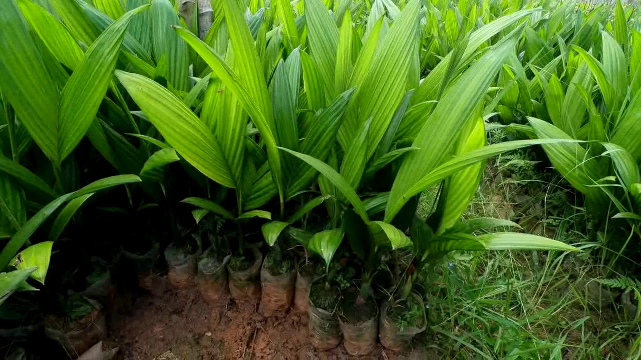 C&Acirc;Y GIỐNG CAU ĂN TR&Aacute;I -090.727.43.43 - CAYTRONG.VN
