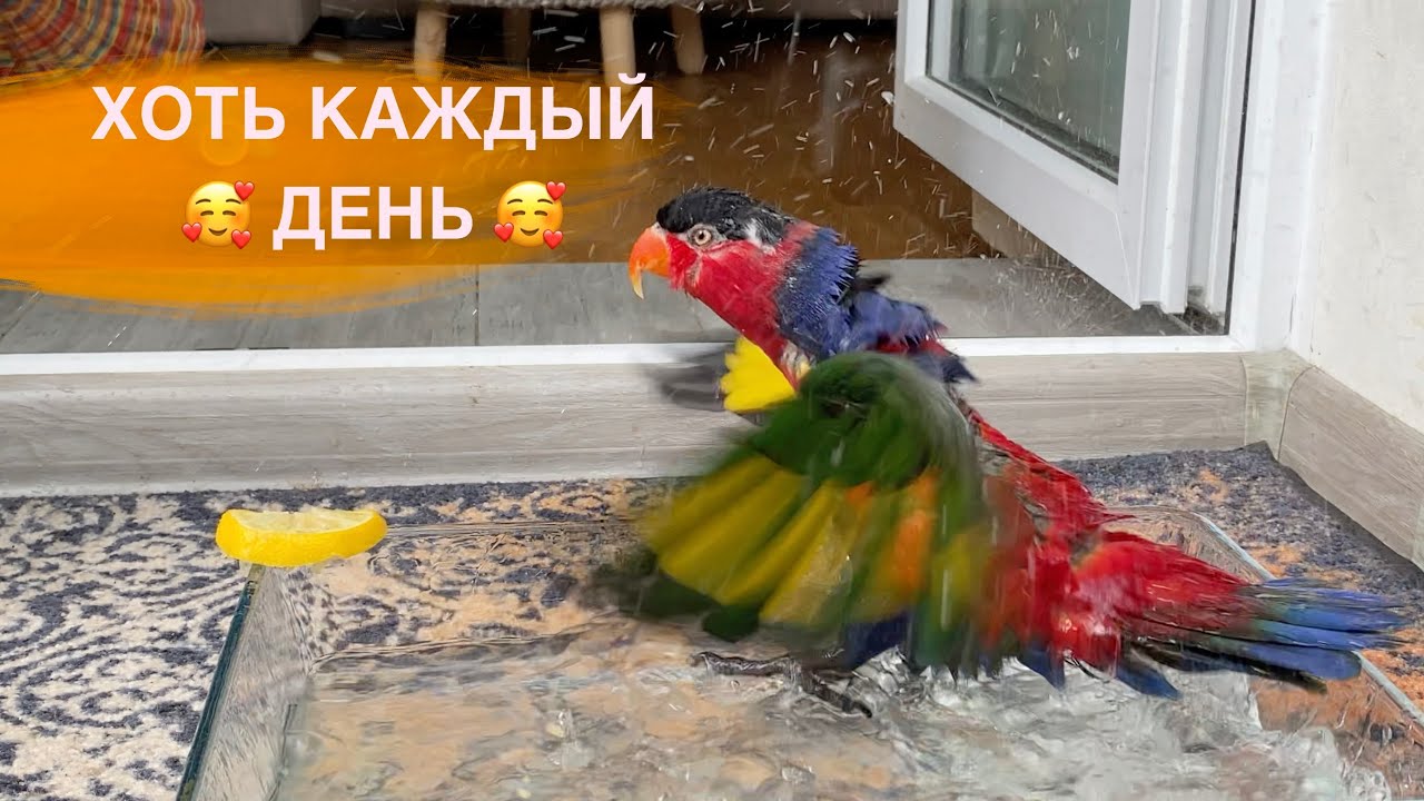 Готов купаться хоть каждый день, но главное чтобы вода была с лимоном 🐦🍋