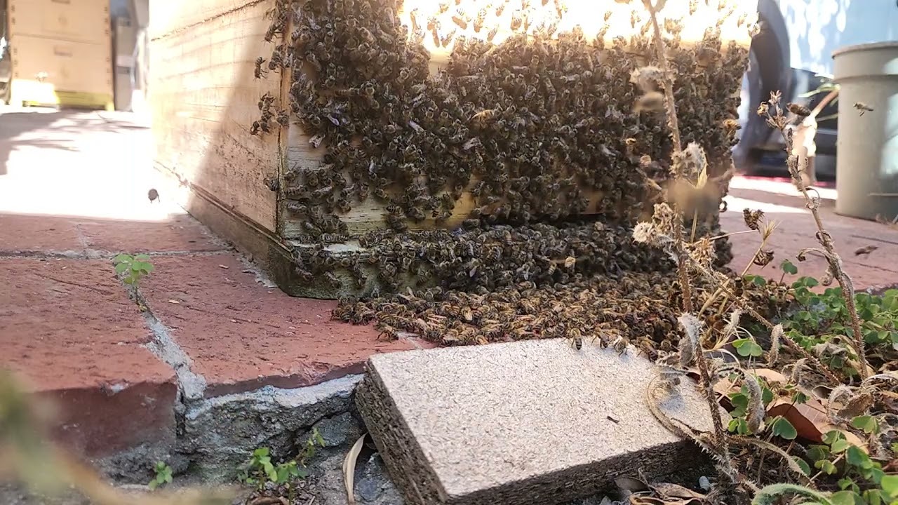 Bee Cam Slow Motion ASMR