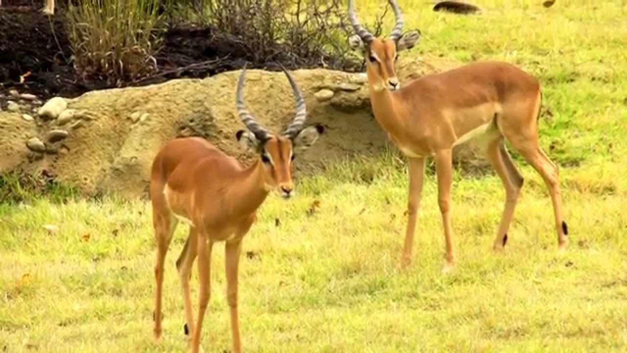 Impala i gazela Thompsona w Afryce &ndash; Ogr&oacute;d Zoologiczny w Cincinnati