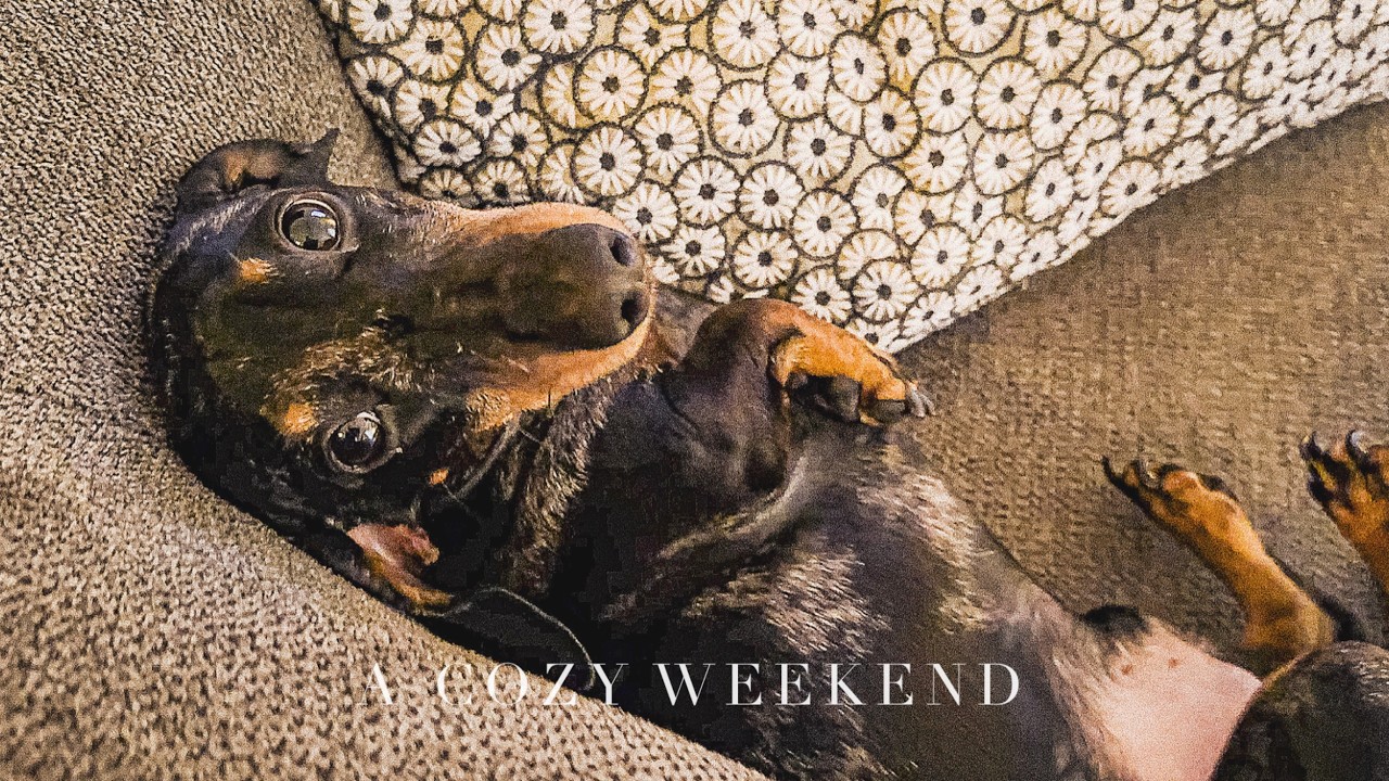 A Day at Home with a Dachshund 🐾 | Cuddles, Pilates & Weekend Vibes 🌿