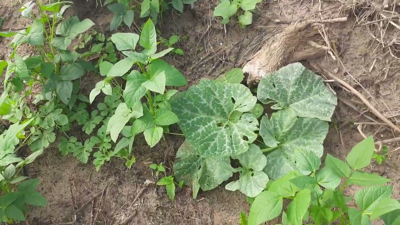 Ta ficando lindo a plantação no sítio 🌾🪴🌱