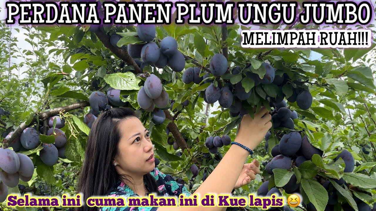 PANEN PLUM UNGU PERTAMA KALI| PRUNE PLUM SAJA MANTAP TEMAN-TEMAN