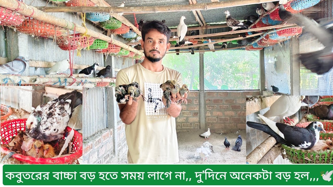 কবুতরের বাচ্চা বড় হতে সময় লাগে না,, দু'দিনে অনেকটা বড় হল,,🕊️🐣