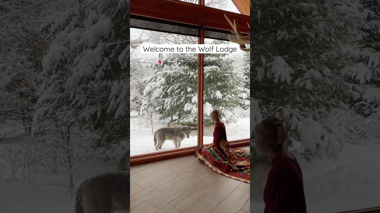 Would you spend a night with Wolves? Welcome to The Wolf Lodge at Parc Omega, Montebello Quebec 📍