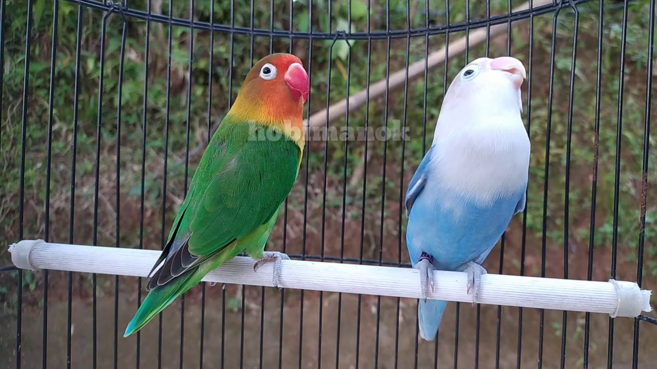 Lovebird type fighter pasti ikut ngekek dengar pancingan Lovebird ini