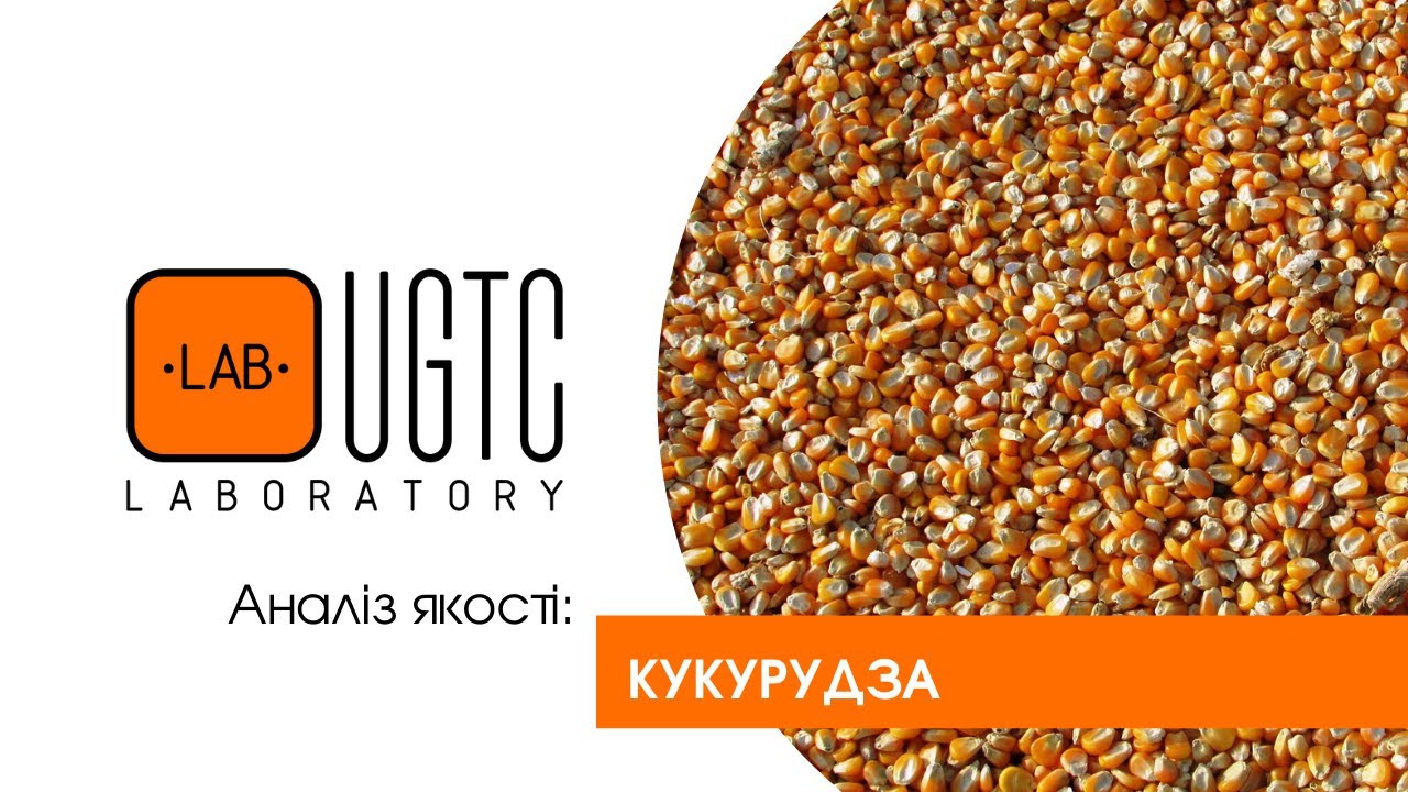 Аналіз якості кукурудзи | UGTC.lab