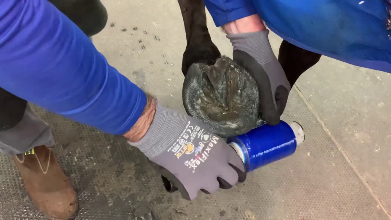 HoofCast.com application step by step with Derek Poupard