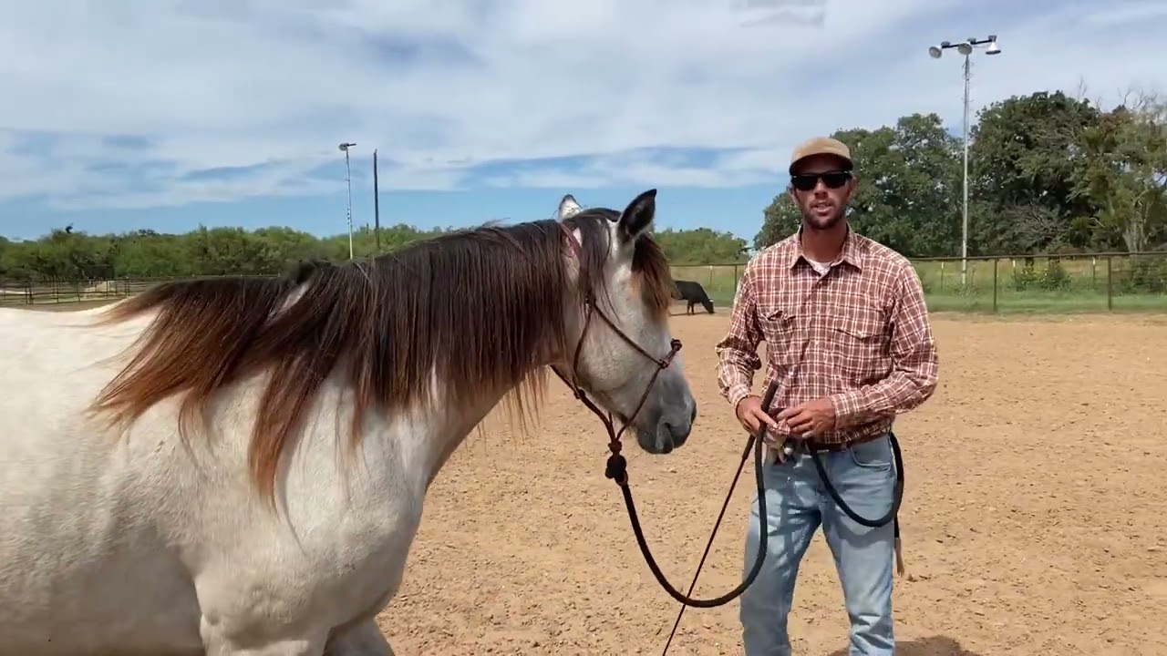 How To Teach A Horse To Trot In Hand In Three Easy Steps