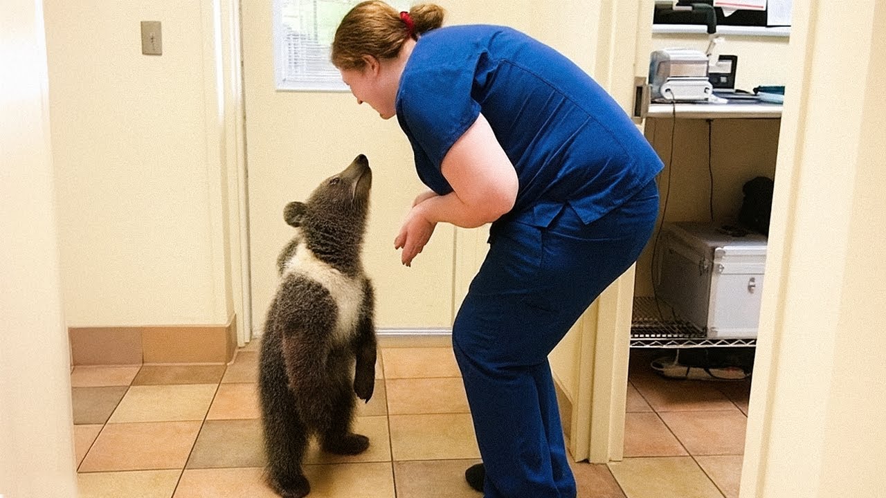 When Animals Who Totally Distract Vets During Checkups! 🤣 Funny Animal Reaction!