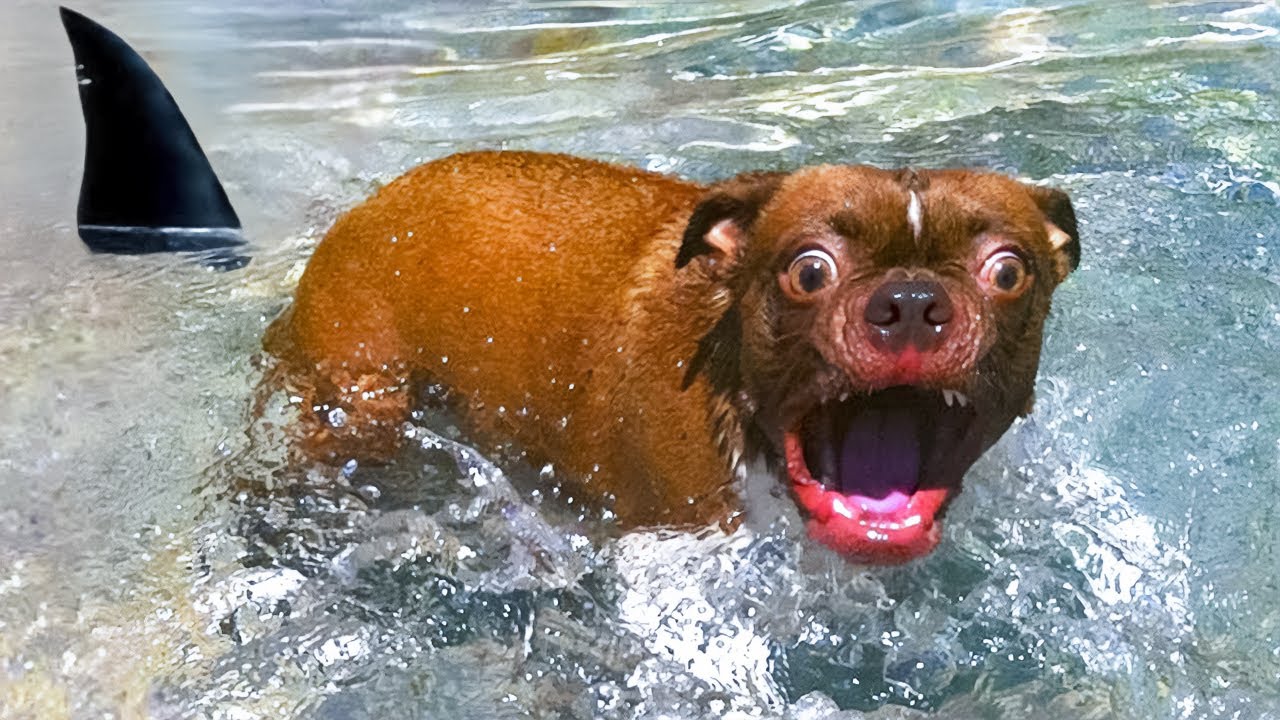 ¡CUANDO TU MASCOTA YA NO PUEDE ESPERAR A SU ENCUENTRO CON EL AGUA!😂 ANIMALES DIVERTIDOS Y AGUA