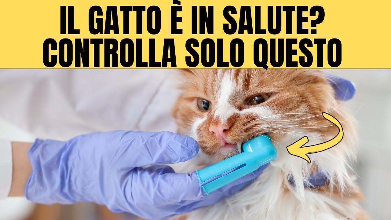 Il mio gatto è sano? 10 segnali da controllare a casa