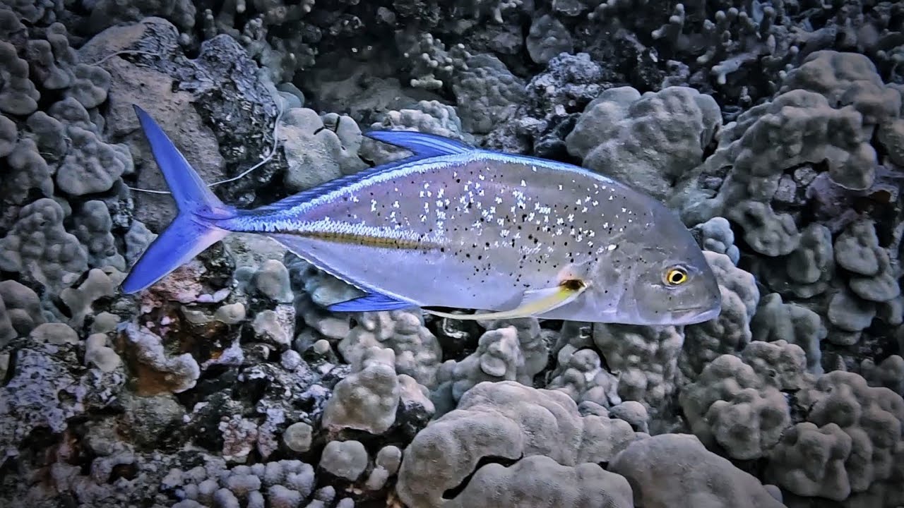 Bluefin Trevally, Hunting Party, Butterflyfish, Eels at Point Panic, Oahu, Hawaii