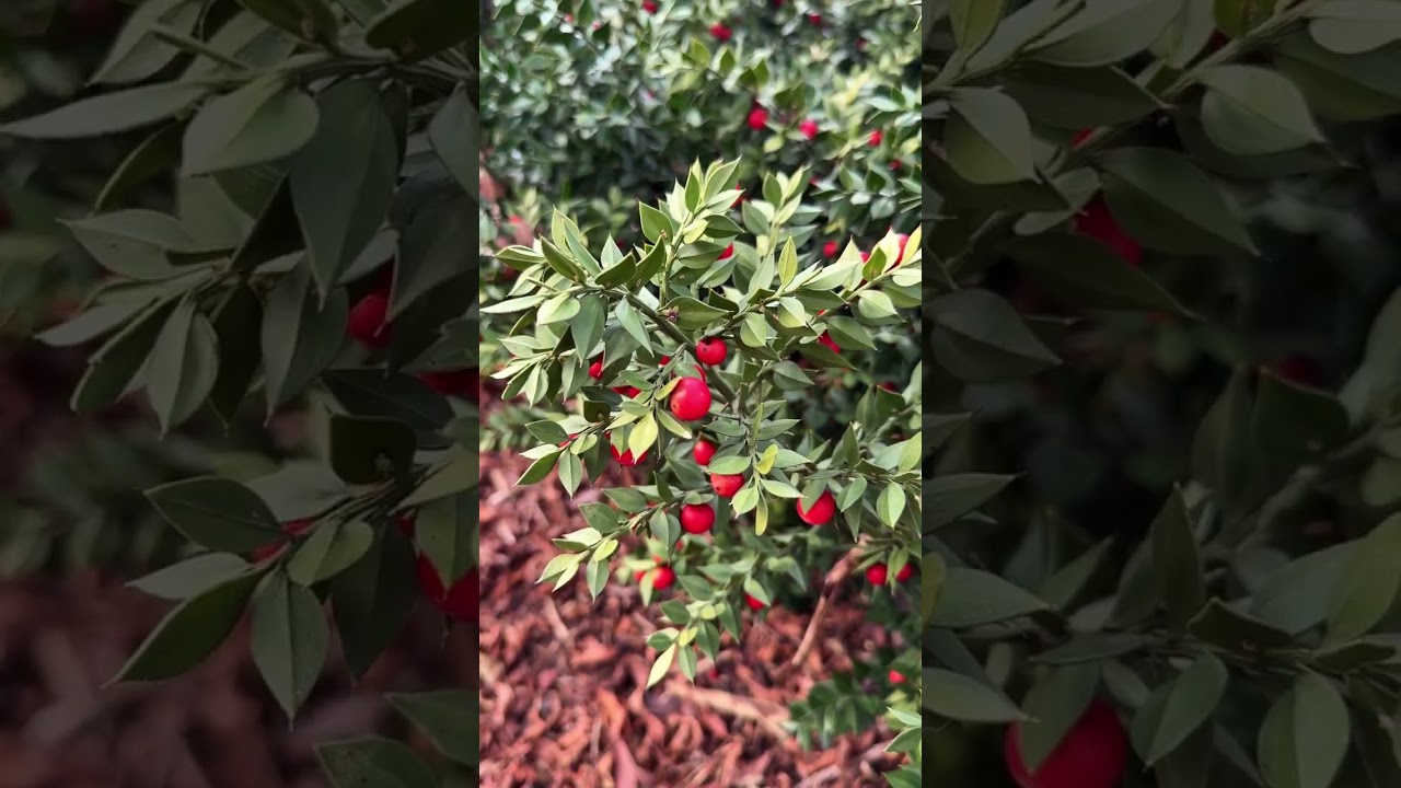 Ruscus aculeatus 'Wheeler's'