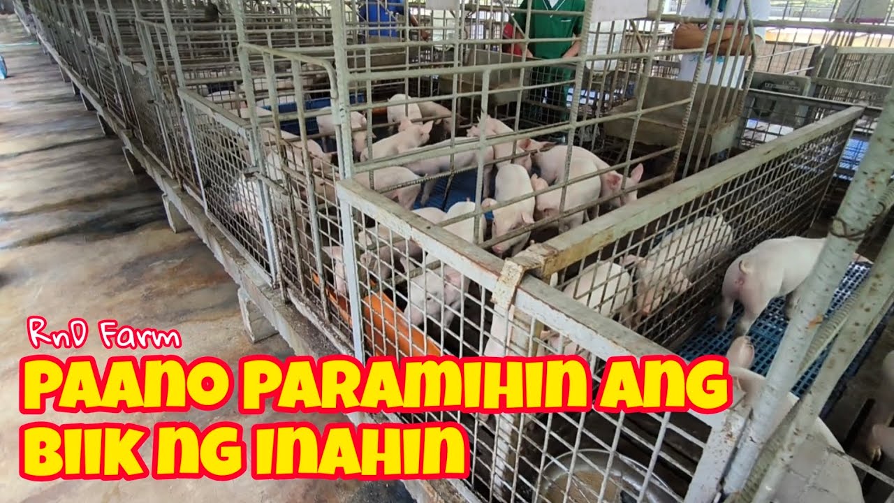 Paano Pataasin ang Produksyon ng Biik ng ating mga Inahin?
