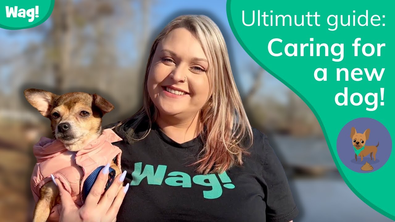 Caring for a New Dog! | Wag!
