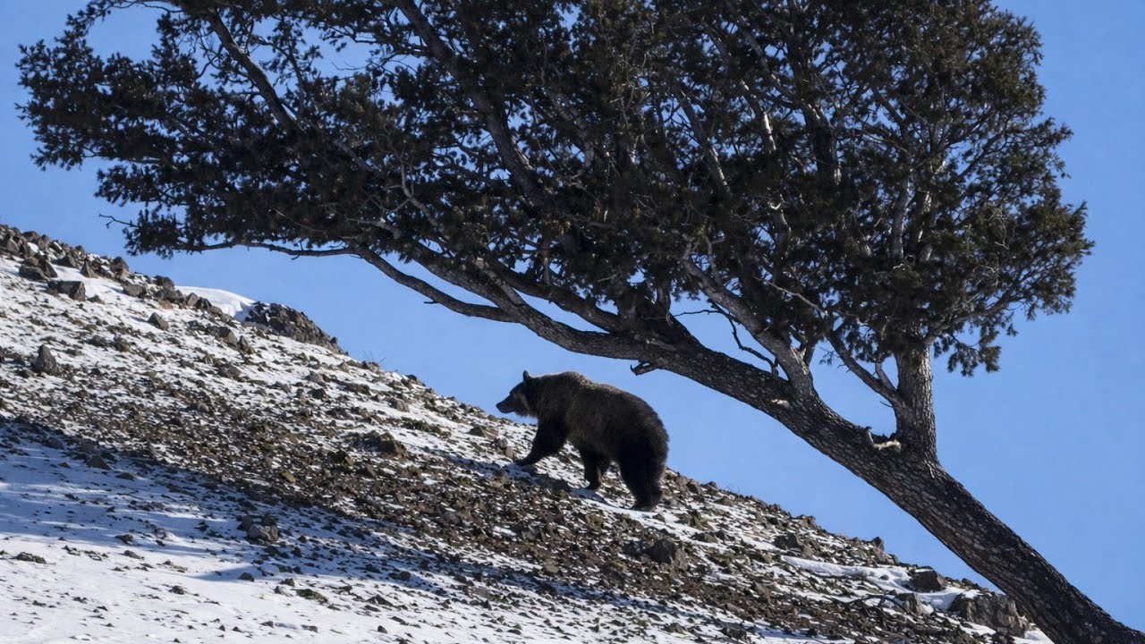 Rare winter sighting of Yellowstone Grizzly Bear on January 26th, 2026